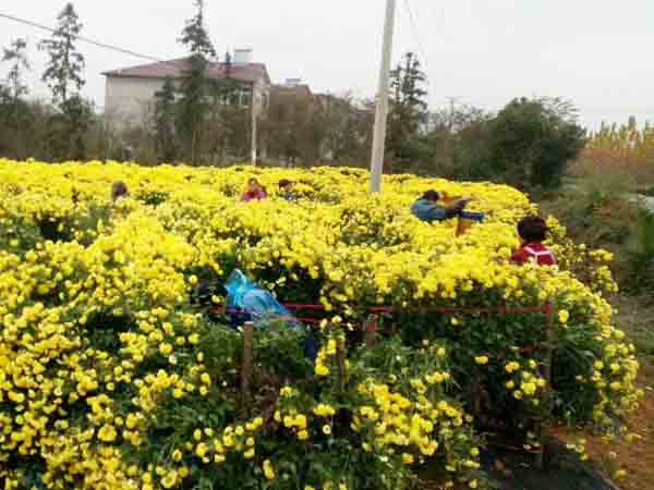 菊花采摘