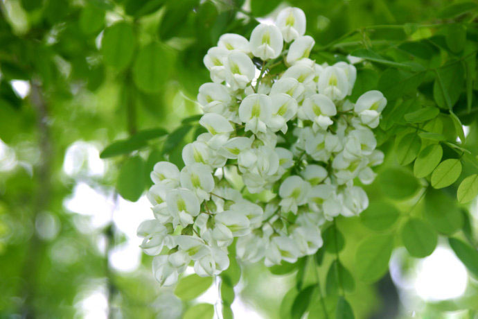洋槐花